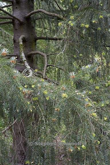 abies bracteata 1 graphic